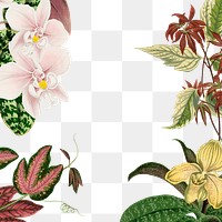 Aesthetic flower frame png, floral illustration, transparent background