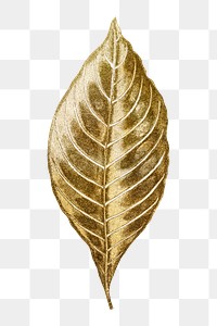 Gold leaf png sticker, aesthetic nature illustration on transparent background