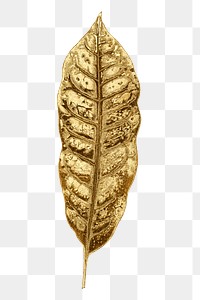 Gold leaf png sticker, aesthetic nature illustration on transparent background