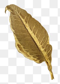 Gold leaf png sticker, aesthetic nature illustration on transparent background