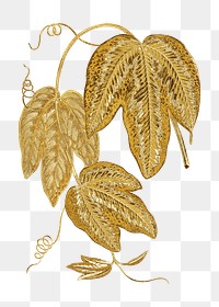 Gold leaf png sticker, aesthetic nature illustration on transparent background