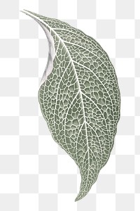 Silver leaf png sticker, aesthetic nature illustration on transparent background