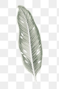 Silver leaf png sticker, aesthetic nature illustration on transparent background