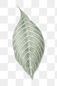 Silver leaf png sticker, aesthetic nature illustration on transparent background