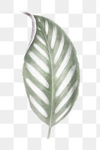 Silver leaf png sticker, aesthetic nature illustration on transparent background