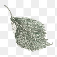 Silver leaf png sticker, aesthetic nature illustration on transparent background