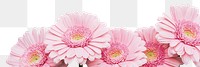 Pink daisy png border, transparent background