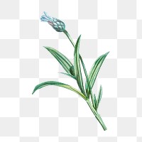 Cornflower png sticker, blue botanical transparent background