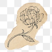 Peony png sticker, line art on ripped paper transparent background