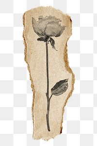 Rose png sticker, vintage brown ripped paper design transparent background