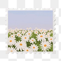 Daisy field png sticker, transparent background