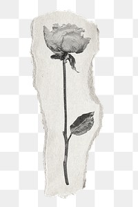 Rose png sticker, black and white, ripped paper transparent background