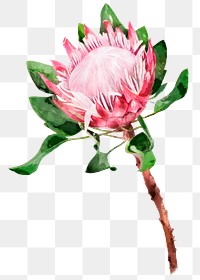 King protea png, watercolor flower collage element, transparent background