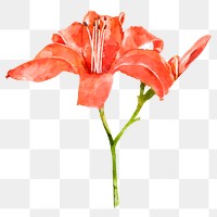 Daylily flower png, watercolor collage element, transparent background