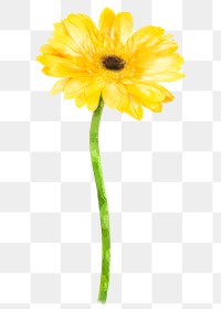 Yellow gerbera png, watercolor flower collage element, transparent background