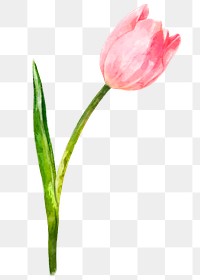 Pink tulip png, watercolor flower, transparent background