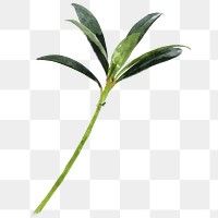 Watercolor plant png, oleander leaf collage element, transparent background