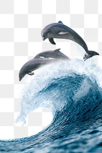 Jumping dolphins png, ocean wave border on transparent background