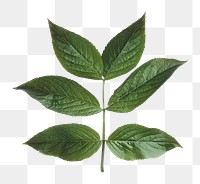 Leaf branch png sticker, cut out on transparent background