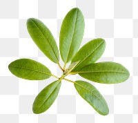 Ficus leaf branch png sticker, plant cut out, transparent background