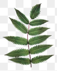 Leaf branch png sticker, cut out on transparent background