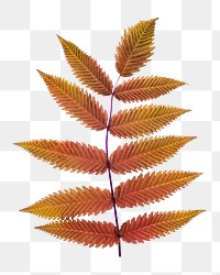 Autumn leaf png branch sticker, Fall season aesthetic, transparent background