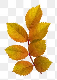 Autumn leaf png branch sticker, Fall season aesthetic, transparent background