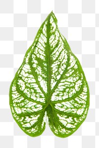 Caladium leaf png sticker, plant cut out, transparent background