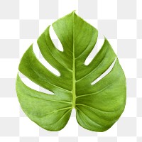 Monstera leaf png sticker, plant cut out, transparent background