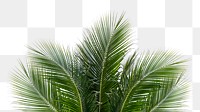 Palm leaf png border, transparent background