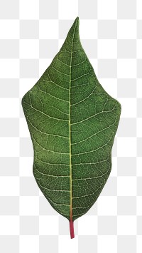 Green leaf png sticker, cut out on transparent background