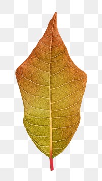 Autumn leaf png sticker, orange plant on transparent background