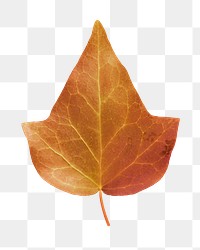 Autumn Ivy png leaf sticker, Fall season aesthetic, transparent background