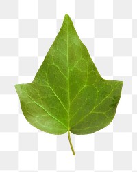 Ivy leaf png sticker, cut out, transparent background