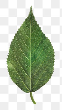 Green leaf png sticker, cut out on transparent background