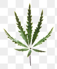 Marijuana leaf png sticker, plant cut out, transparent background