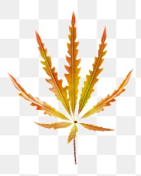 Orange Marijuana png leaf sticker, aesthetic, transparent background