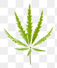 Marijuana leaf png sticker, cut out, transparent background