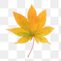 Autumn maple png leaf sticker, season aesthetic on transparent background