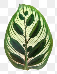 Peacock plant leaf png sticker, plant cut out, transparent background