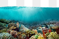 Coral reef png border, transparent background with beautiful environment photo