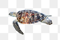 Sea turtle png sticker, sea animal on transparent background