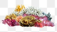 Png deep-water sea coral sticker, | Premium PNG - rawpixel