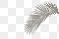 Tropical leaf png shadow border, transparent background