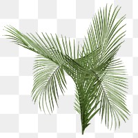 Areca palm leaf png sticker, cut out, transparent background