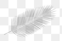 Palm leaf png shadow sticker, tropical image on transparent background