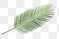 Palm leaf png sticker, tropical cut out on transparent background