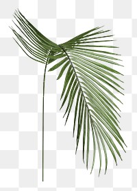 Areca palm leaf png sticker, cut out, transparent background