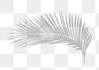 Palm leaf png shadow sticker, tropical image on transparent background