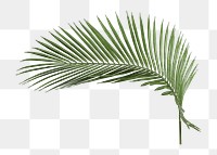 Areca palm leaf png sticker, cut out, transparent background